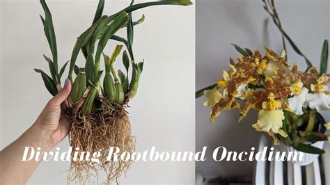 文心蘭分株|怎样给文心兰换盆分株？Dividing and Repotting Oncidium Orchids